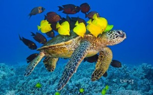 sea turtle