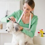 pet groomer